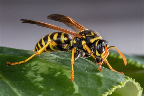 Hornet Live .